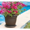 bougainvillea tt